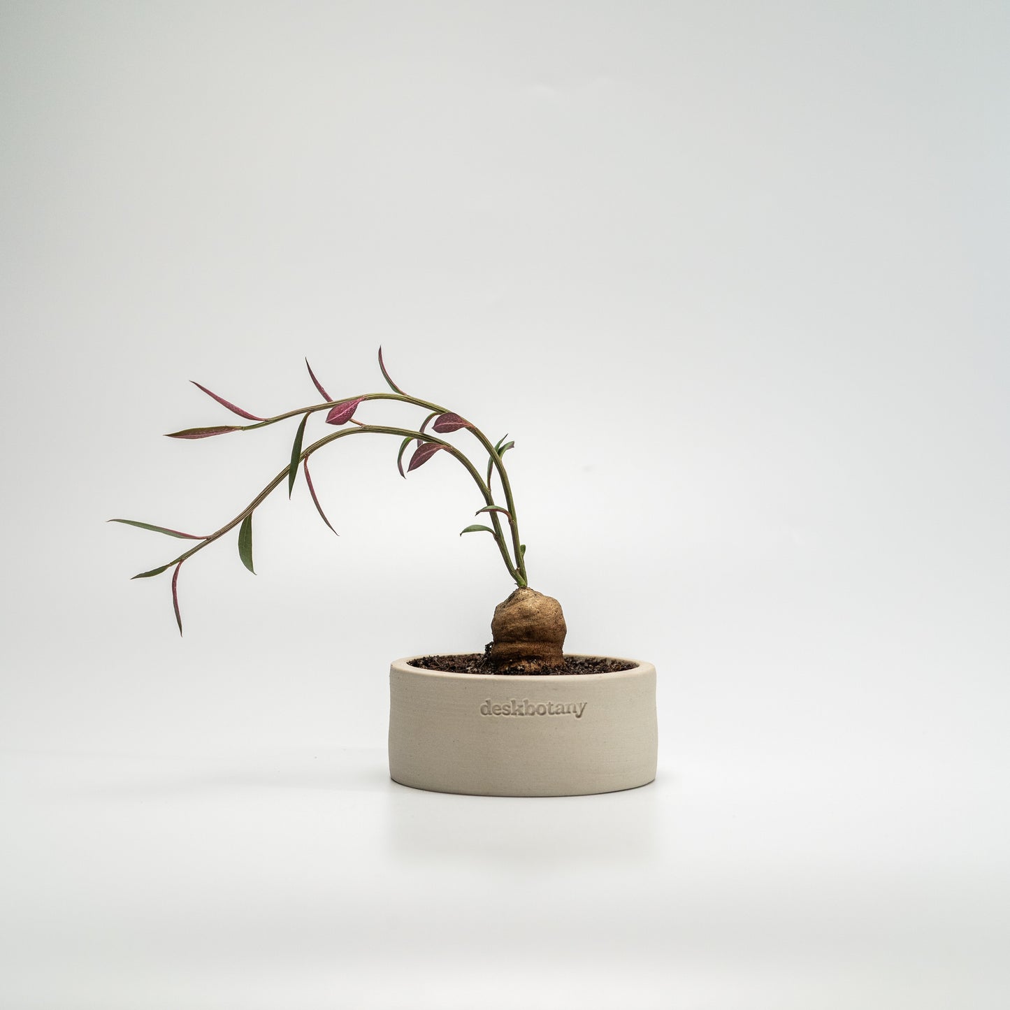 Euphorbia Neorubella