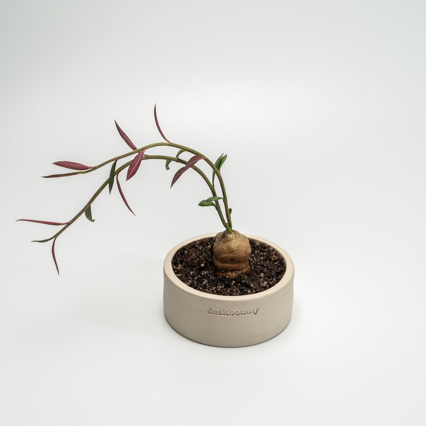 Euphorbia Neorubella
